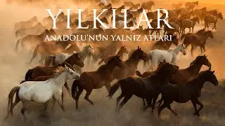 Yılkılar Anadolu'nun Yalnız Atları TR
