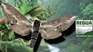 Fuzzy Hawkmoth: Neogene dynaeus (Sphingidae) REGUA, Brazil Bug Highlight