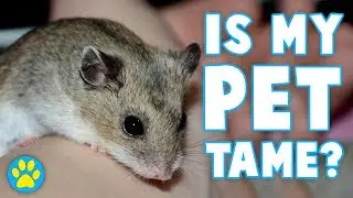 How Do I Know If My Small Pet Is Tame?