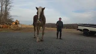Just Having Fun with a Draft Horse