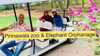 pinnawala zoo & Elephant Orphanage #pinnawalazoo #pinnawala #zoo #animallovers #srilanka #vlog 