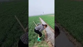 Flood irrigation process of wheat seedlings