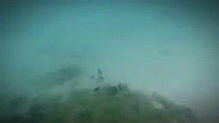 The Threadfin Butterflyfish (Chaetodon auriga)