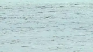 Tailing bonefish, Long Island, Bahamas 