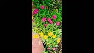 Mind blowing flowers