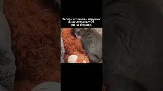Abandoned baby macaque loves stuffed animal like its mother #punchkun #abandoned #zoo