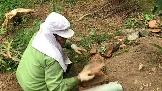 Weeding and taking care of Dragon fruit trees
