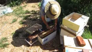 Installing a nuc colony