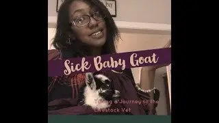 Sick Goat Adventure&mdash;A Journey to the Livestock Vet
