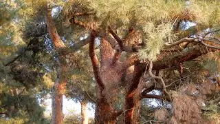 アカマツ /Pinus densiflora 01_251119_新所沢中央公園