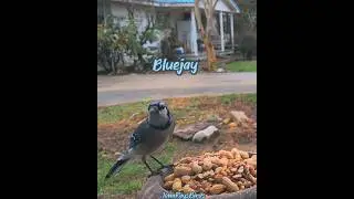Let's Play A Game #birds #youtubeshorts #funny