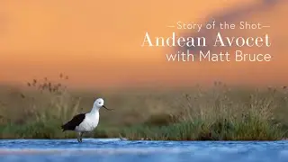 Story of the Shot - Andean Avocet with Matt Bruce