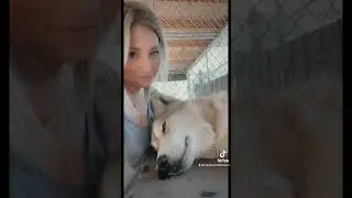 I hope you feel safe. Love these amazing animals. #sanctuary #wolves