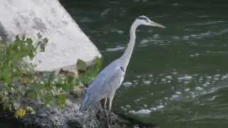 héron cendré à la pêche