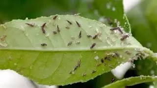 Control de plagas en c&iacute;tricos: productos y estrategias