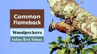 The Common Flameback or Common Goldenback (Dinopium javanense)