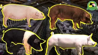 4 Razas De CERDOS M&aacute;s RENTABLES Para Tu GRANJA
