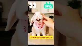 Laughing Bunny Child#shortsfeeds#shortsvideoviral#YTBrowserfeature #funny