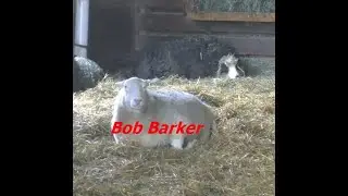 Farm Sanctuary Sheep Barn Bob Barker afternoon 1102026 explore.org