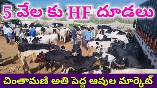 5 వేల కు HF దూడలు చింతామణి ఆవుల మార్కెట్ 15 9 2024 chintamani cows market Today #cow #dairyfarming