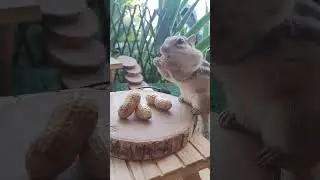 chipmunk stuffing cheeks with large peanut