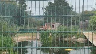Tiger Talk @ Wildheart Animal Sanctuary | 31st July 2025
