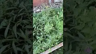 native flower garden