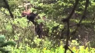 Mountain Trail Run at Brainard Lake Moose Video