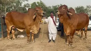 Biggest Brahman Bulls of Haji Shokat Doggar at Decent Cattle Farm #cow #mandi #bull #cattle