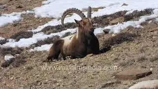 Ghost of the Himalayas: Snow Leopard and Himalayan Ibex in a silent encounter