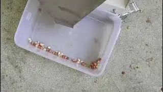 mini color sorter for peanut