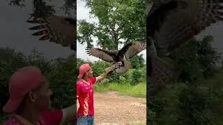 How recall Eagle from the tree #amazing #bigeagle
