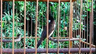 sparrow #animals  #pets #birds #parrot #eagle #hawk #sparrow #chicken #owl #cat #fish #dog #wildlife
