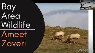 Wildlife of the Bay Area, a talk by&nbsp;Ameet Zaveri, 10/26/2020