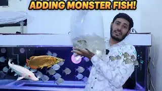 Adding New Fish in Arowana Tank &ndash; Amazing New Tank Mates in Action