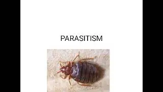 Population interactions - Parasitism