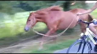 Fahrrad fahren mit Pferd