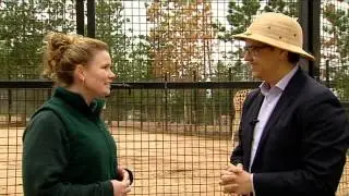 First look: Shaba the giraffe  settled in at the National Zoo and Aquarium