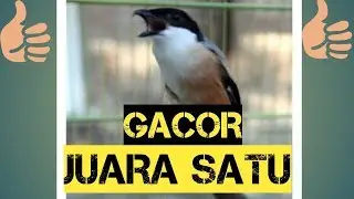 Burung cendet gacor juara