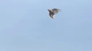 parava part 3💥#parava #viral #pigeon #live #share #making#kabootar#fly #m4tech #video #fishingfreaks