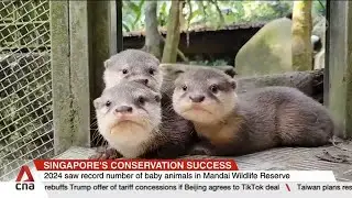 Nearly 1,000 baby animals of 143 species born across Mandai Wildlife Reserve's parks in 2024