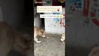 just1subscribe=10dog food#dogslife #dogsworld #shortvideo#feedshorts #officalvideo #videopromotion