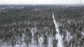 Las aniński z lotu sowy (śnieżnej)