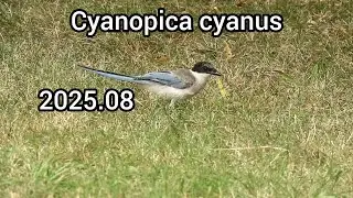 オナガ (Cyanopica cyanus) / 公園の野鳥 水元公園 / 2025年8月