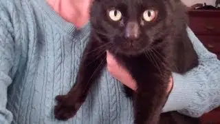 Kitty Claw Clipping Time!