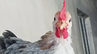Tiny rooster serama chicken#chicken #youtube #rooster #cute #love