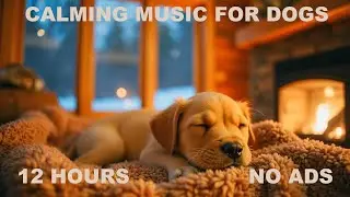 12 HOURS 🐾 Peaceful Dog Sleep Video to Help You Drift Off