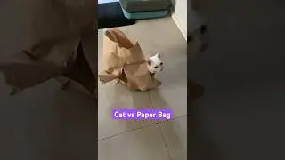 😼 Cat versus paper bag #cats #funnycats