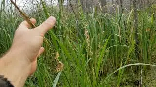 Update on wild rice in beaver pond