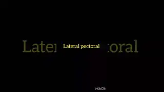 Branches of Lateral cord of brachial plexus #1styearmbbslectures #mbbsanatomy #mbbs #usmle